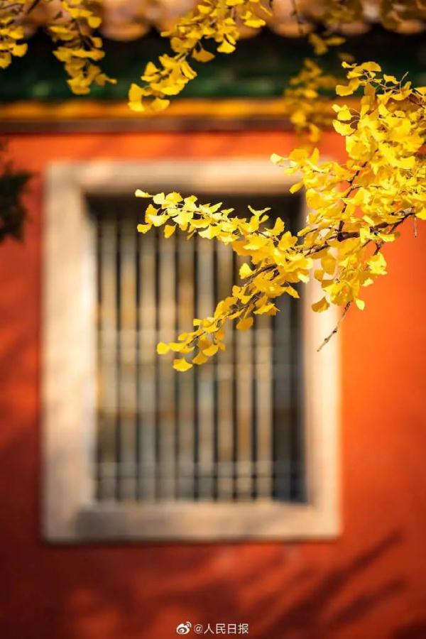 美哭了！故宮金瓦紅牆遇上銀杏，又逢今晨朝霞滿天