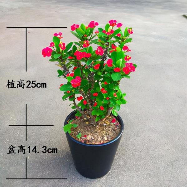 七大“美麗花”,冷天不能多澆水,多曬“少管”更健壯 七大“美麗花”,冷天不能多澆水,多曬“少管”更健壯