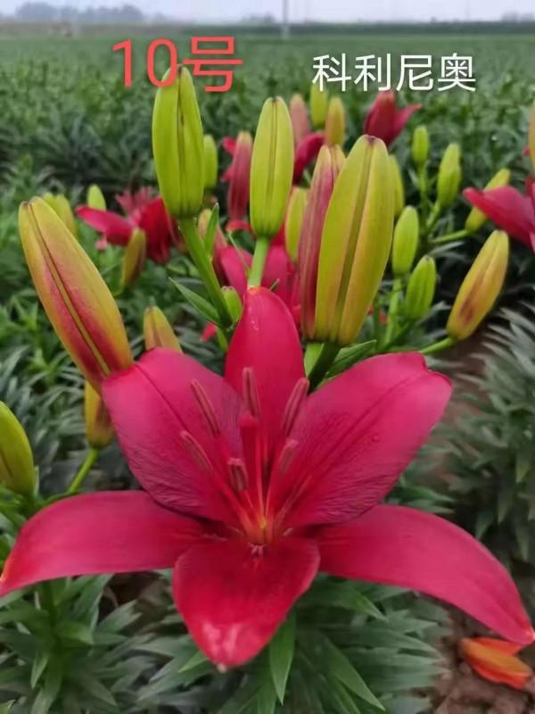 百合花也有春天