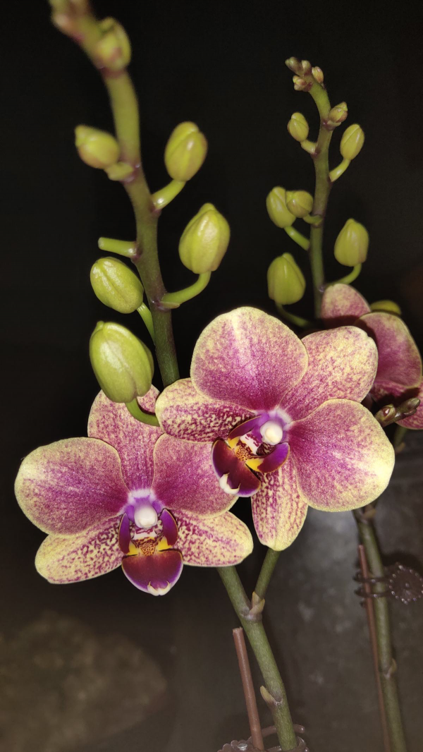 年底養盆“洋氣花”，放在家裡喜氣洋洋，開花顏值賊高