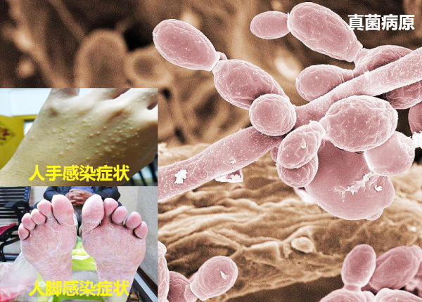 寵物貓狗常見的面板病症狀是什麼樣的?如何判斷全在這裡 寵物貓狗常見的面板病症狀是什麼樣的?如何判斷全在這裡