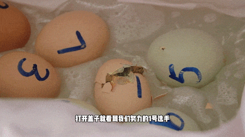 用馬桶孵小雞是什麼操作？讓海爾衛璽智慧馬桶帶你長長見識