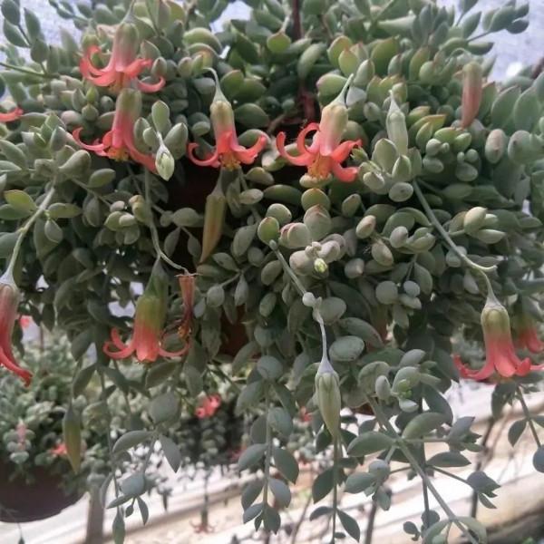 2款帶有香味的多肉,雖然不容易養出高顏值,但是香味持久值得養 2款帶有香味的多肉,雖然不容易養出高顏值,但是香味持久值得養