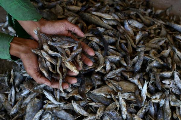 晾曬魚乾 晾曬魚乾