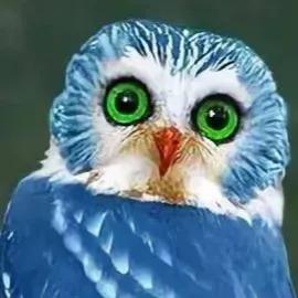 鳥的世界 鳥的天堂