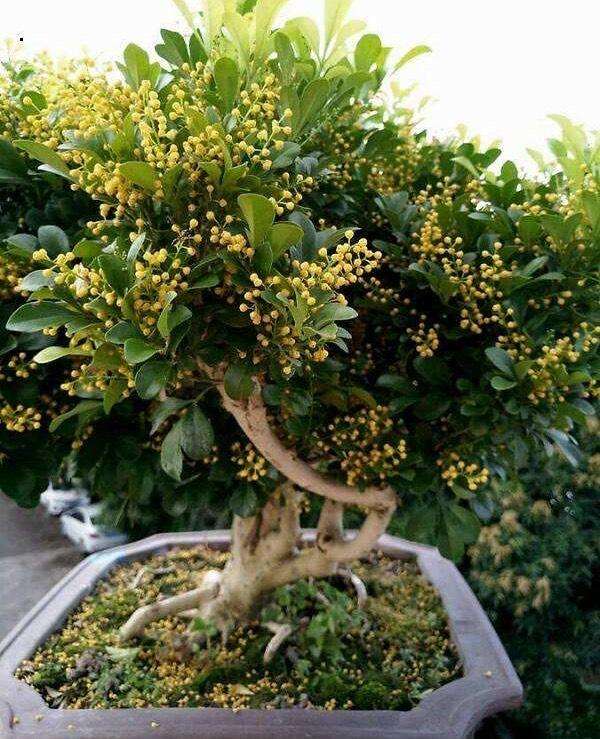 5種&OpenCurlyDoubleQuote;喜酸花&rdquo;，一個月一杯醋，調節土壤酸性，開花開爆盆