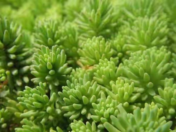 100種常見多肉圖鑑，比花還美，你認識幾種？