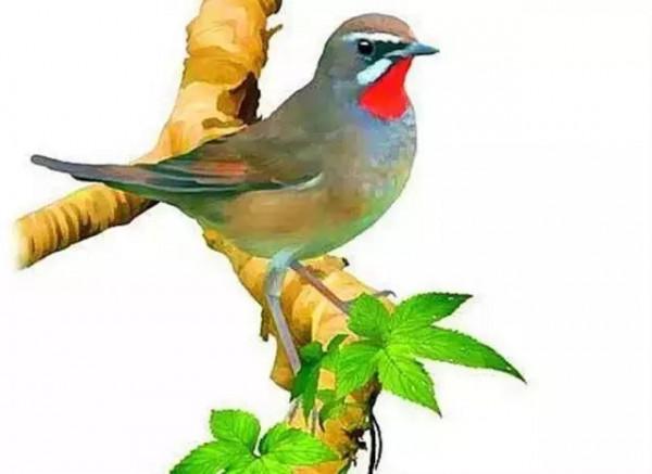 50只美麗的鳥兒，鳥語花香，鶯歌燕舞，真的太美了