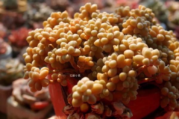 這幾種多肉非常容易爆盆,不知不覺一大盆,非常有成就感 這幾種多肉非常容易爆盆,不知不覺一大盆,非常有成就感