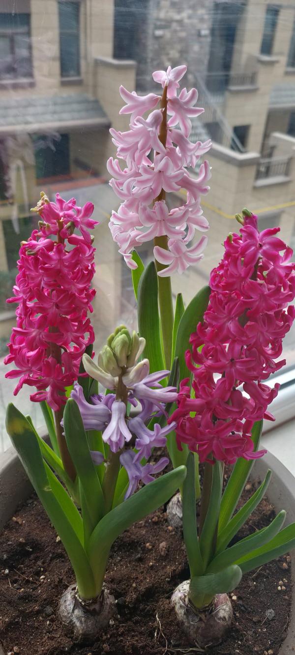 秋天土裡埋個“洋蔥頭”,成活很容易,開出絕美花箭 秋天土裡埋個“洋蔥頭”,成活很容易,開出絕美花箭