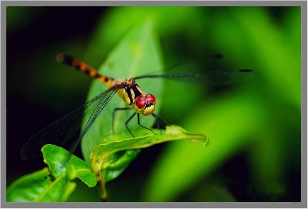 中考滿分作文精典開頭方式，附範例