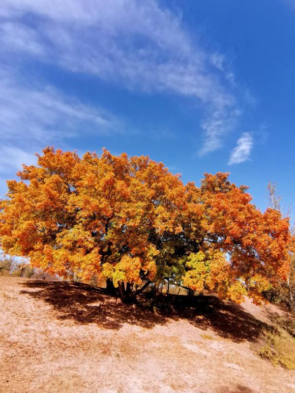 內蒙古烏旦塔拉草原上最美的五角楓林