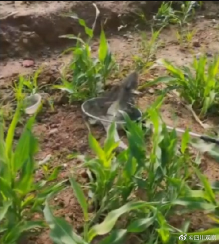 捕魚達人!廣東一男子釣魚釣出鱷魚 捕魚達人!廣東一男子釣魚釣出鱷魚