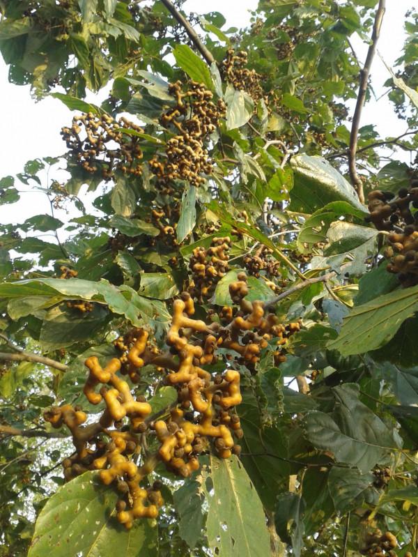 小時候常吃的9種“野果子”，現在還不認識？科普一下，滿是回憶