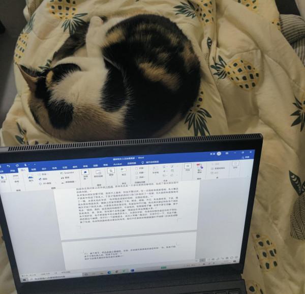 貓咪和女人註定是冤家