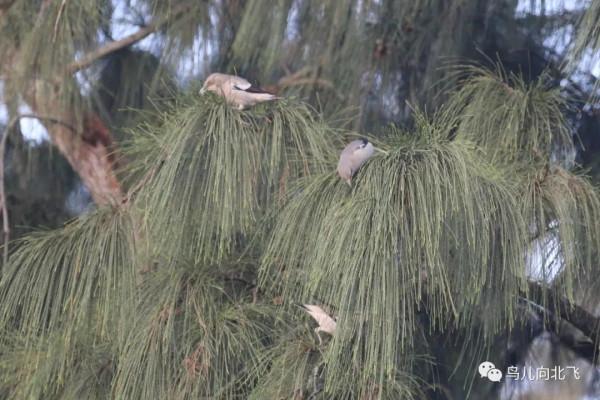 海南鳥事之五 八哥與椋鳥的集合 海南鳥事之五 八哥與椋鳥的集合