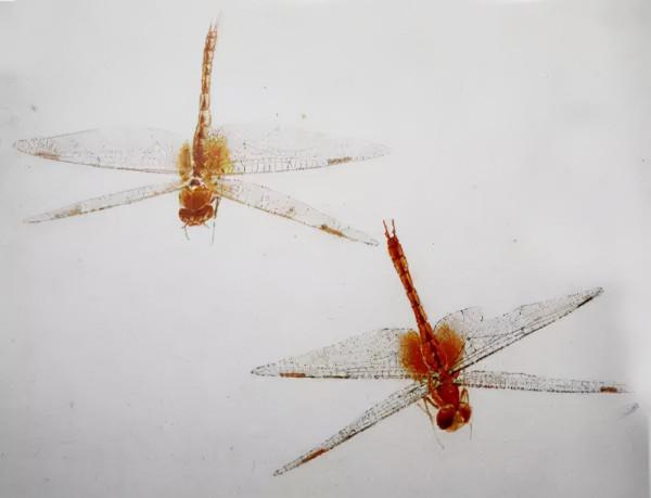 齊白石筆下的飛蟲,精細之極 齊白石筆下的飛蟲,精細之極