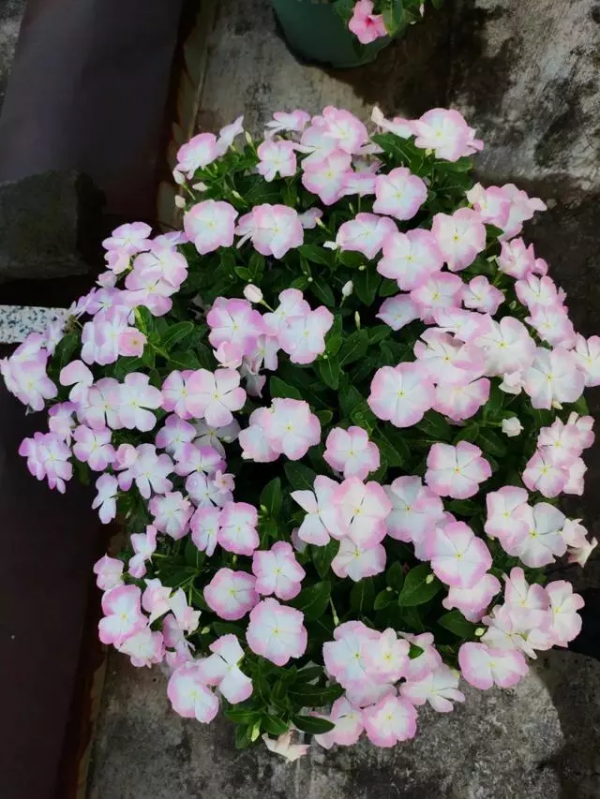 讓花園充滿浪漫色彩的粉色開花植物，滿足你的少女心