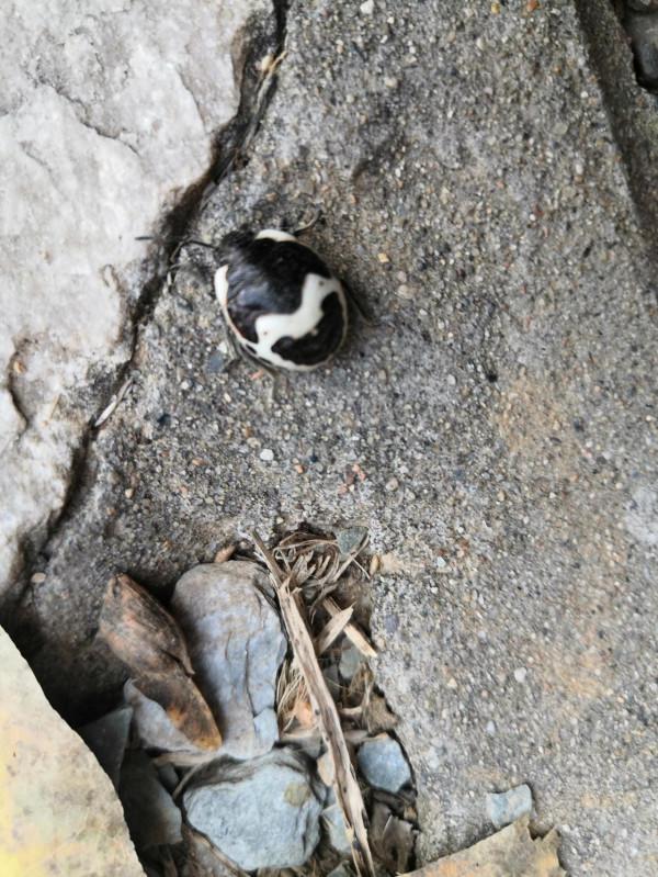 座標北宮森林公園,有誰認識這是什麼昆蟲? 座標北宮森林公園,有誰認識這是什麼昆蟲?