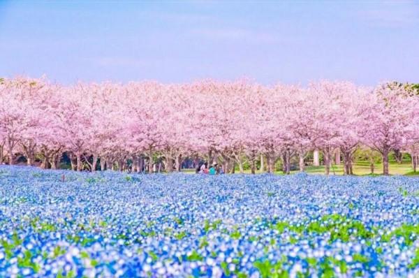 走進藍色海洋,你就是女王!嬰兒的蘭眼睛—喜林草。挺住,別迷路 走進藍色海洋,你就是女王!嬰兒的蘭眼睛—喜林草。挺住,別迷路