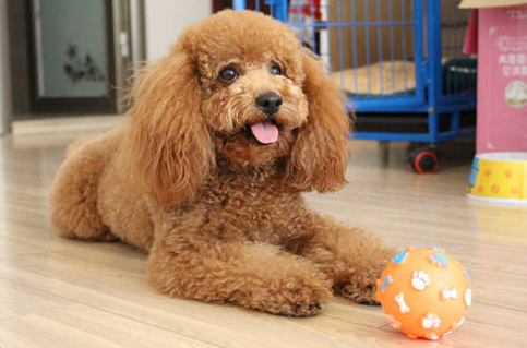 養狗多年，才知道泰迪的“這些行為”，是什麼含義