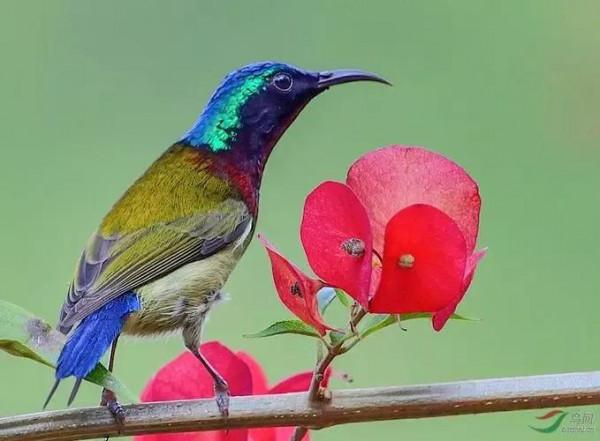 大自然的小精靈——花鳥