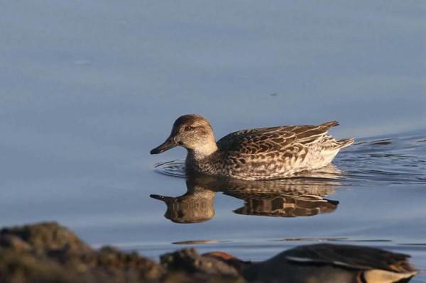 夕陽暉耀綠翅鴨 夕陽暉耀綠翅鴨