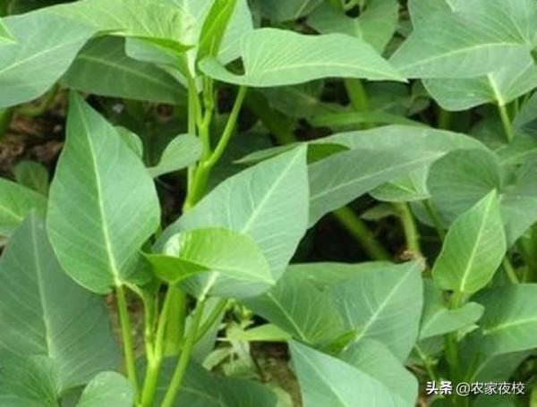 陽臺上快速種空心菜的方法 操作簡單 種一次採收好幾年