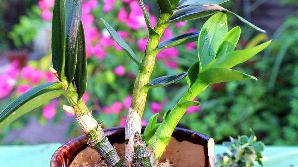 公認的“12種耐陰花”，有點散光就能長，花葉俱美有格調