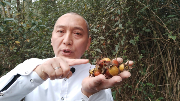 好多的金櫻子為何沒人摘，用它煮水的三大用途，好多人還不知道