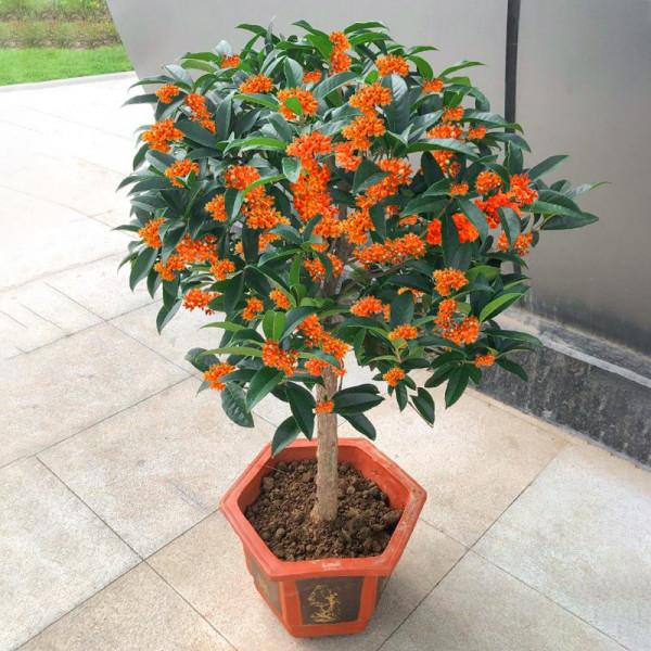 人養花三年，花養人一生！9種養人花，好吃又好看，還能吸收廢氣