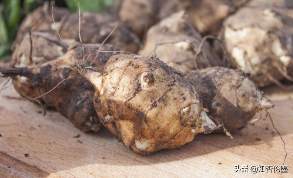 種什麼蔬菜一次種植長期收穫？這幾種“懶人菜”，省心又省力