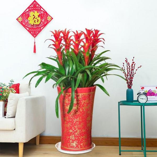 馬上就要過年了,還在為買什麼年宵花發愁嗎?推薦36種供你參考 馬上就要過年了,還在為買什麼年宵花發愁嗎?推薦36種供你參考