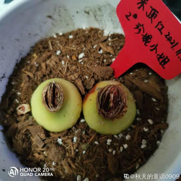 缺德商販，把“綠化草”包裝成“進口花”來賣，上當的人真不少