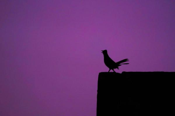 照片故事～霞光鳥影