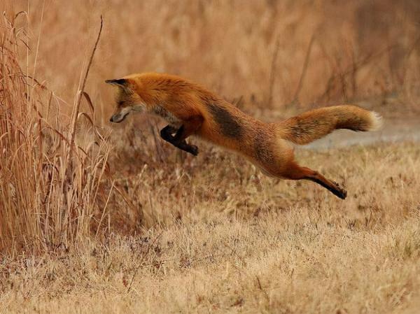 廣西老農抓狐狸發現麒麟尊，商販出價200萬被拒，上交後得200元