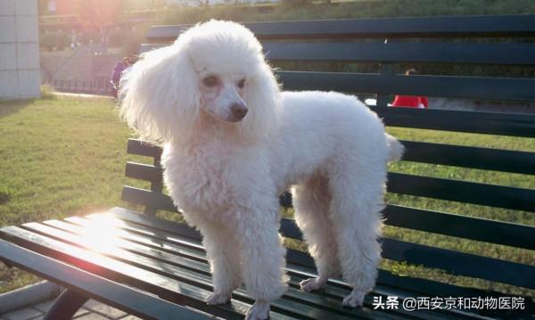 各種犬類都是怎麼來的