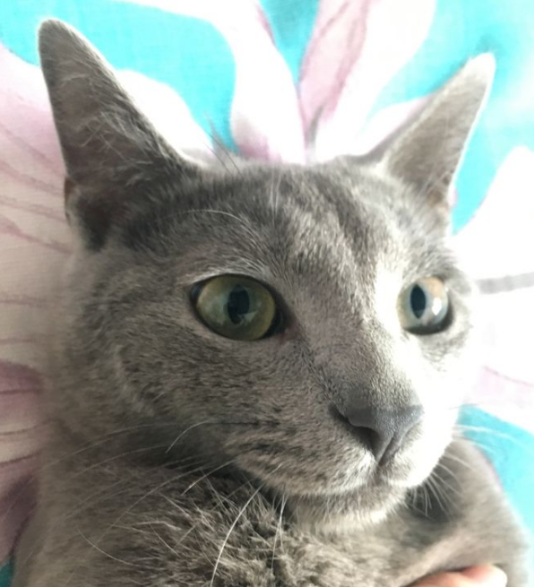 打貓真的有用嗎？