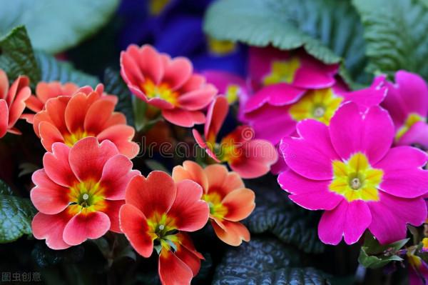 五種見花不見葉的開花植物，養一株賞花不斷