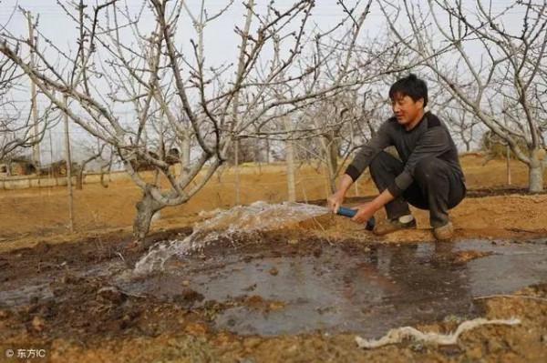 曹泳春:如何確保果樹安全越冬?以下四點要做到 曹泳春:如何確保果樹安全越冬?以下四點要做到