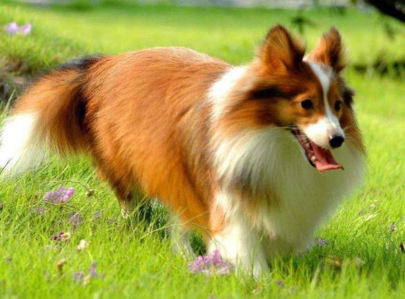 喜樂蒂犬從幾歲開始步入晚年?老了該如何照顧? 喜樂蒂犬從幾歲開始步入晚年?老了該如何照顧?