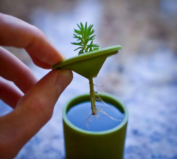 大神養花從不買&OpenCurlyDoubleQuote;生根粉&rdquo;，只用廚房&OpenCurlyDoubleQuote;2調味劑&rdquo;，方便又管用