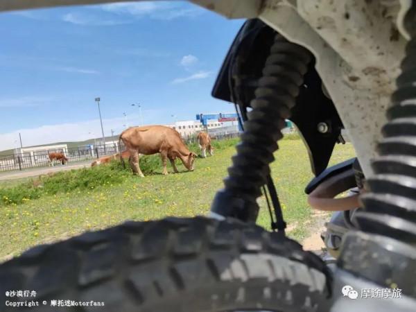我的花甲之旅——沿途溼地沼澤,鳥語花香,森林草原,牛羊肥壯 我的花甲之旅——沿途溼地沼澤,鳥語花香,森林草原,牛羊肥壯