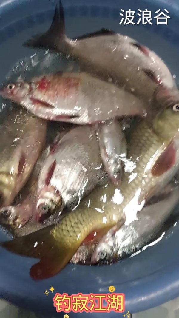 冬季垂釣之我所見