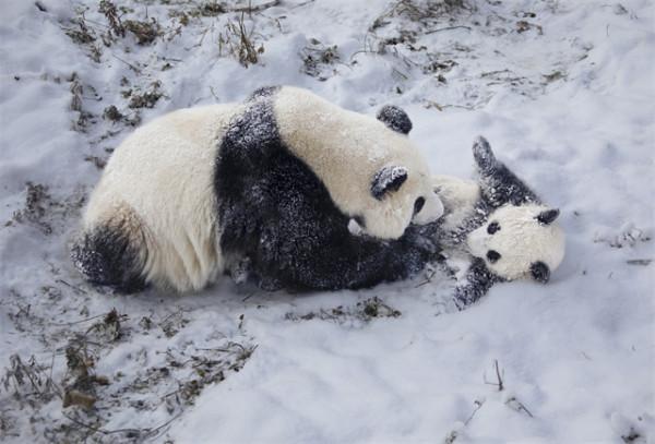 萌翻了！大熊貓雪中撒歡