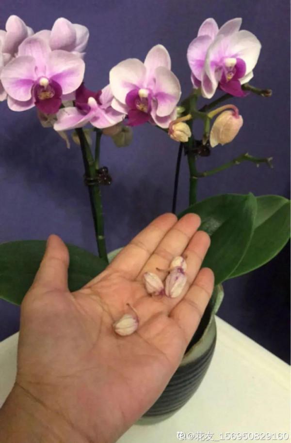 冬天6類花，葉片和花苞別噴水，一噴就爛了