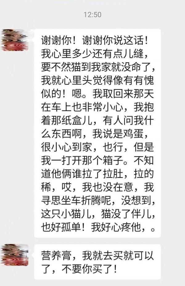 兩個月的小母貓死了：救活你，卻又害了你