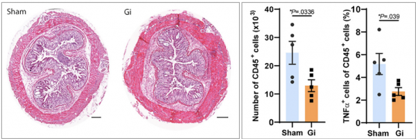《細胞》：免疫的記憶，大腦也記得！科學家首次證實，大腦神經元可記錄其他器官的免疫反應，啟用特定神經，就可觸發免疫反應丨科學大發現