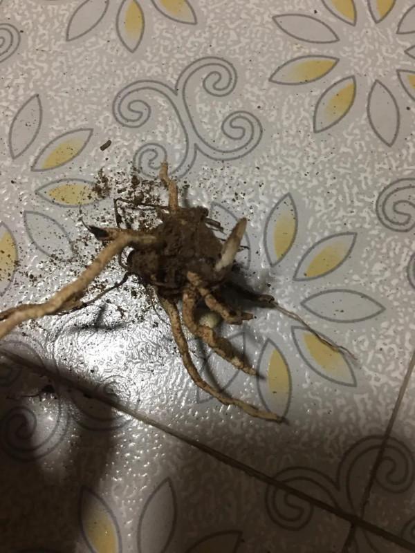 養花之後太多壞毛病了