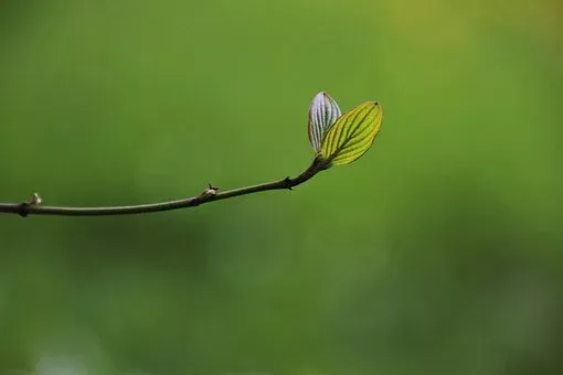 初春風熱重，容易頭痛&plus;上肝火？請用兩碗湯調理